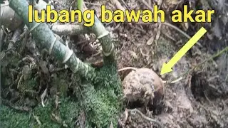 Spot bawah akar yang dihuni belut babon 