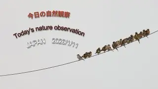 今日の自然観察　Today's nature observation　JAPAN  2026/1/11