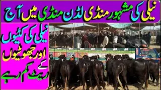 Beautiful Young Nili Buffalos For Sale In Luddan Mandi/ Buffalo Price / Luddan Mandi.pk /