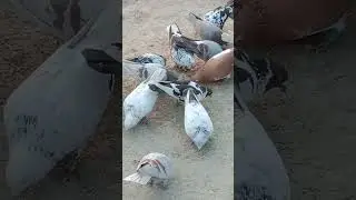 pigeon bird story 2#viral #birds #pigeon #kabootarba #kabutar #pigeonlaver @naturalbeauty786