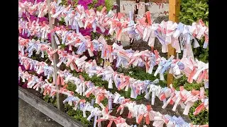 バチャータ お正月