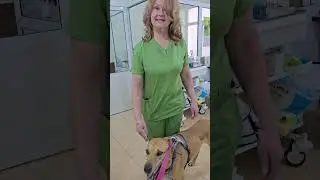 Клепа снова в Клинике Дарел. Нужна помощь на оплату анализов . Трудно, когда болеют. #приюткарипиди