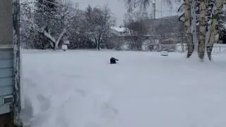 More snowball with Molly and Mia