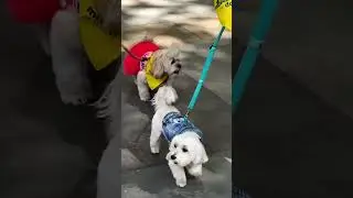 🐕🐶🐾🎉 The Paws on Parade at Bryant Park celebrating furry friends Dog Puppy Love New York City
