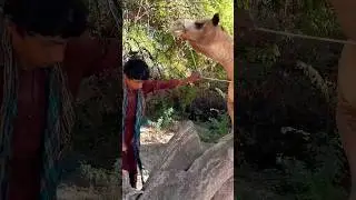 Camel Fight With Little Boy #camelfight #camel #cameljump