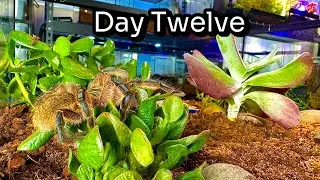 I Added Shrek Ears to My Kalahari Desert Bioactive Vivarium