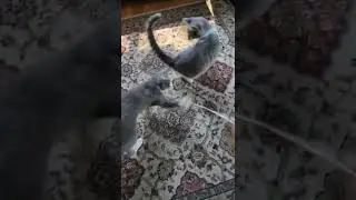 Crazy cats chasing a feather. #funnyanimals #cats