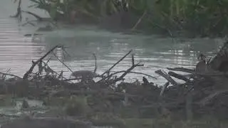 North American Beavers in the mist play about in the water near their Winter food supply on a river