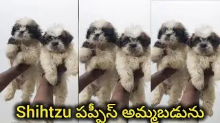 Top quality Shihtzu puppies for sale in telugu/+91 99496 68726/BGS pets 