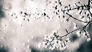 Белые розы - white roses ( slowed & reverb )