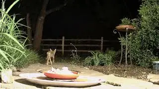 Gray Fox Kit June 2025