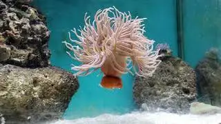 Dancing Long Tentacle Sea Anemone