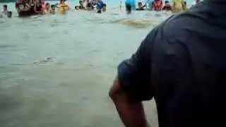 Sperm Whale (lagundian, Balansay Mamburao, Occ. Mdo)