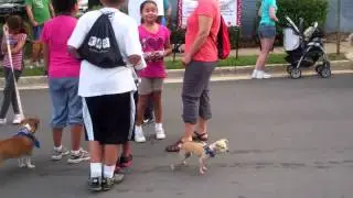 Pooch Parade