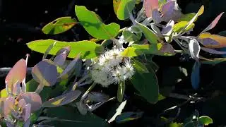 Hakea Trail Fitzgerald River NP WA AU 2025