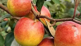 #New thainald #beby #sundury apple ber # plant avalible 9153524357 wholsel and parsel all over india