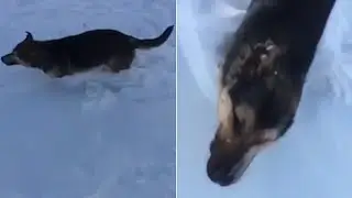 Frozen Animal Rescue | Best of Dodo
