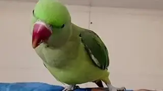 आज mithu बोला live मे सुनो सब #minu #parrot #shorts #viral #video #trending #mithu #funny 