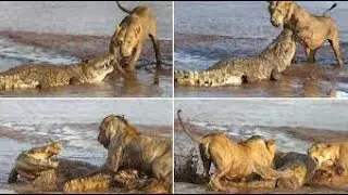 Crocodile When Provoke Lion Queen! King Lion Vs Crocodile