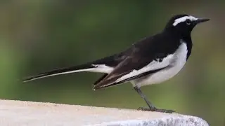 Common Birds of Cauvery Delta   22  WHITE BROWED WAGTAIL