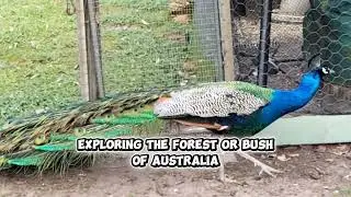 Exploring Bushland of Western Australia