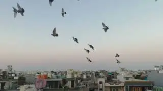🕊️कबूतरों के शौकीन) kabutar ke Shaukeen 🕊️#trainingvideo #viralvideo #pigeonlaver #youtubevideo 😊