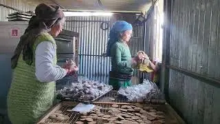 Production of biscuit