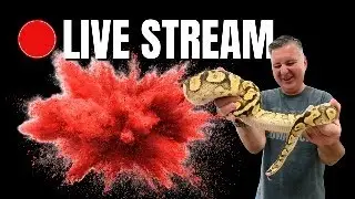 LIVE: I Regretted It. (The Real Story Behind the Reptile Expo)