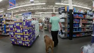 Duke | Mastiff | E Collar Training | Giant Breed | Awesome Obedience
