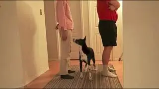 Psychiatric Service Dog Anxiety Tasks Online Class 2025