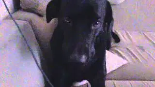 cachorro tomando  bronca  e reclamando