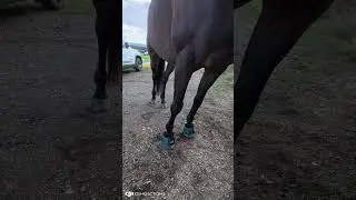 Neue Hufglocken f&uuml;r Jimmy (Millers Road) #irish #sport #horse #equestrian #reiter #pferd #farming