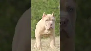 Cane Corso Puppies Available #canecorso #canecorsoindia #canecorsopuppies #puppies #guarddog