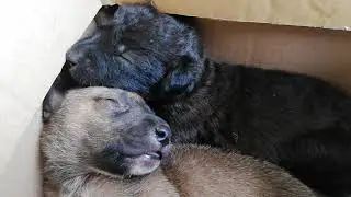 aspin puppies for adoption
