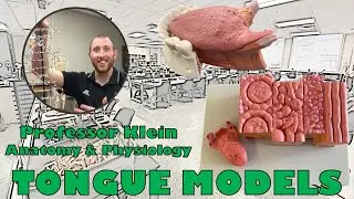 Какие вкусовые сосочки находятся на языке? Язык, миндалины и вкусовые сосочки