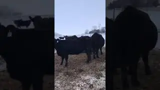 2020 RL Fleckvieh Limerock Ranch Sale Bred Heifers video #3