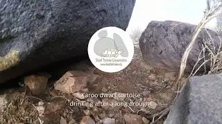 Karoo dwarf tortoise (Chersobius boulengeri) drinking after a long drought