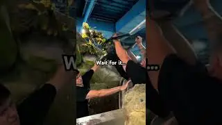 Rescuing a Giant Pacu then this happened.. 💩 #monsterfish #fishrescue #pacu #animalrescue #aquarium