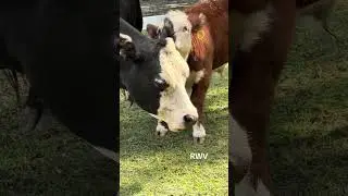 Watch This Texas Hereford Calf Learn Fast 🐄🔥 #herefordcalf #ranchlife #usa
