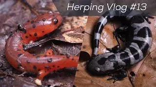December Salamander Diversity! Herping Virginia & North Carolina! | Herping Vlog #13