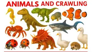 FUN Facts About Bugs and Sea Animals for Toddlers to Learn, Dinosaur, Clownfish, Ladybug, Pig
