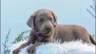 Silver Labrador Retriever Puppies for Sale