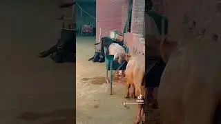 Model farming livestock in pakistan best business in 2024 #cow #buffalo #calves #bull #animal #calf