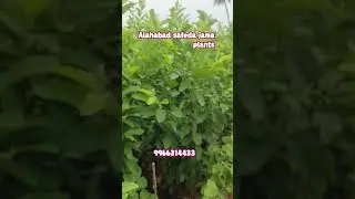 &ldquo;Allahabad Safeda Jama Plants Available Now &ndash; Premium Grafted Guava Variety for High Yield!&rdquo;