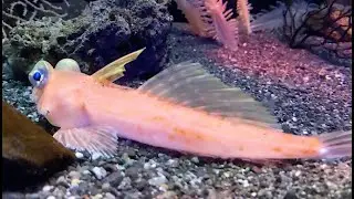 ベニテグリ　Foetorepus altivelis