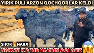 KATTA QOCHQORLAR NARXI ARZONLADI SHOSHILING SAYFULLO AKA YIRIK QOCHQORLAR NARXINI ARZONLATDI