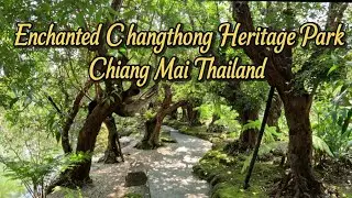 ASMR | Ancient Tree Sanctuary 🌿 Healing Nature Sounds of Chiang Mai (No Music, No Talking)