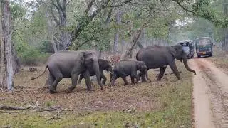Elephant herd crossing with a calf at Kabini