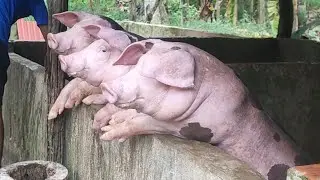 Raising pigs for meat by village farmers. #pig #piglets #farm #raising  #animals 