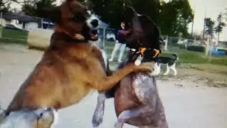 Dogfights Over Territory Threaten To Erupt At Dog Park